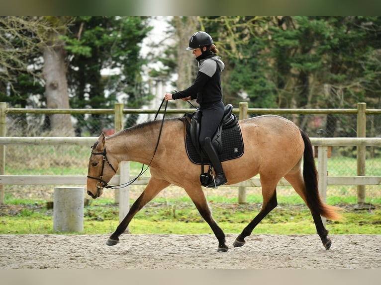 PRE Jument 5 Ans 155 cm Isabelle in Lamorlaye