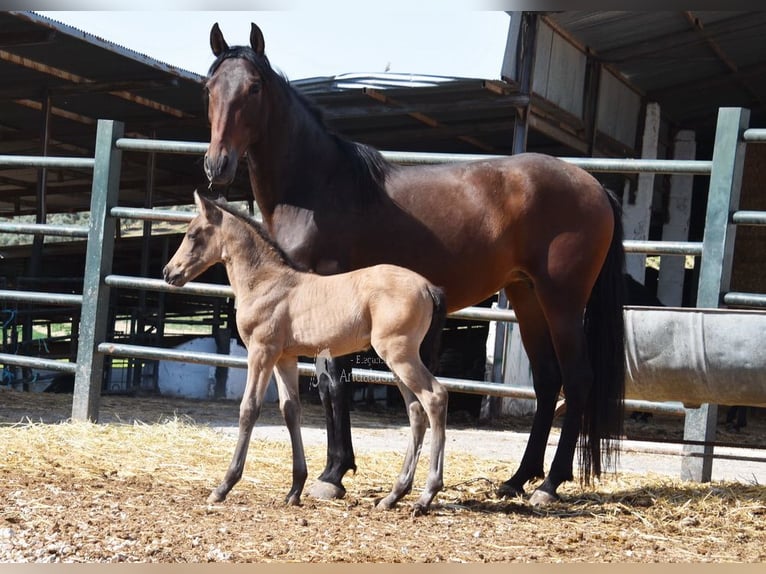 PRE Jument 5 Ans 156 cm Bai in Provinz Cordoba