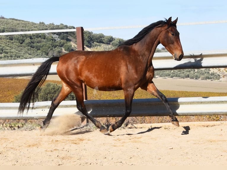 PRE Jument 5 Ans 156 cm Bai in Provinz Cordoba