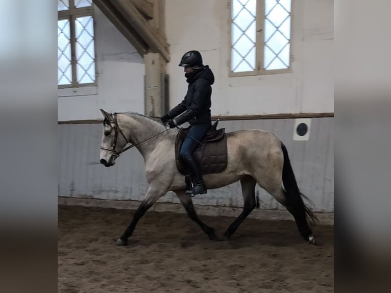 PRE Croisé Jument 5 Ans 156 cm Isabelle in Traventhal