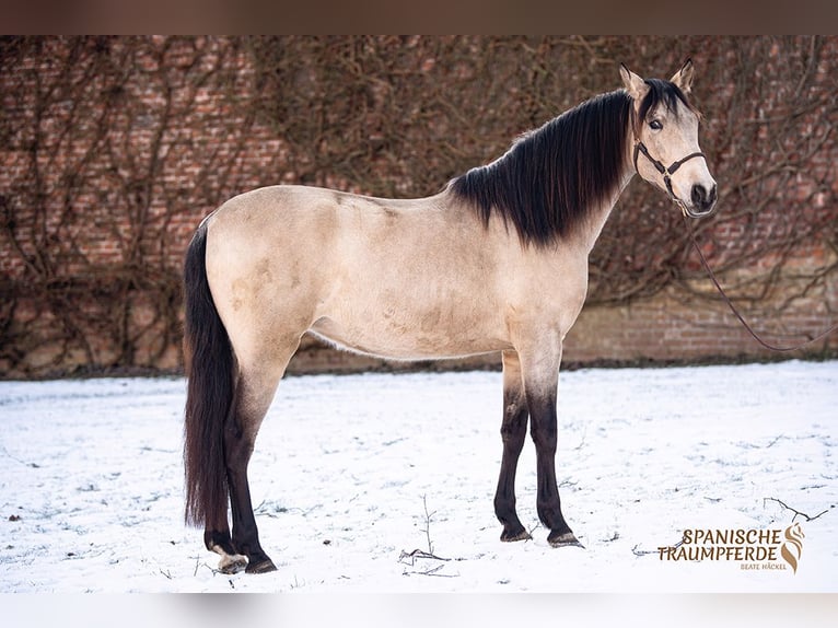 PRE Croisé Jument 5 Ans 156 cm Isabelle in Traventhal