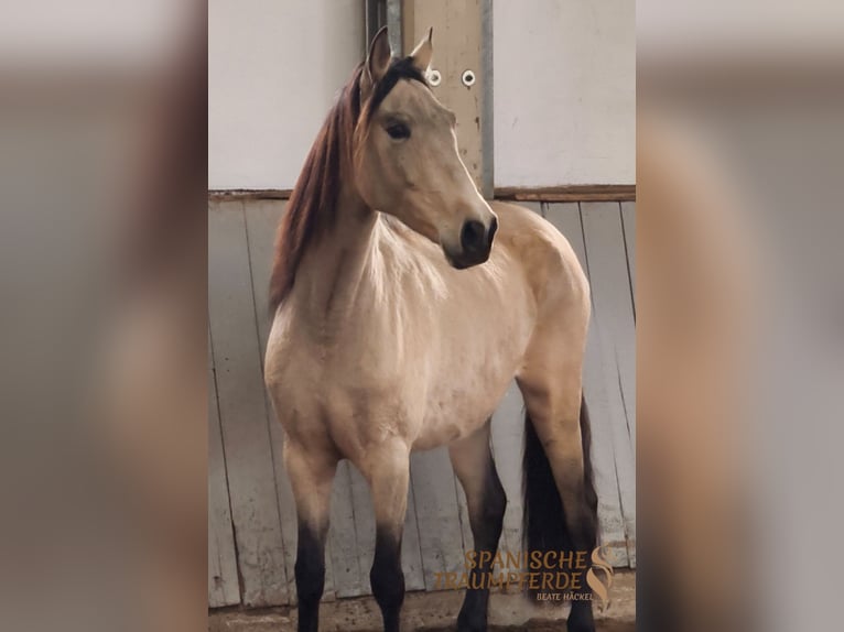 PRE Croisé Jument 5 Ans 156 cm Isabelle in Traventhal