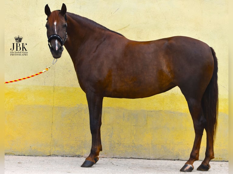 PRE Jument 5 Ans 157 cm Alezan in Tabernas Almeria