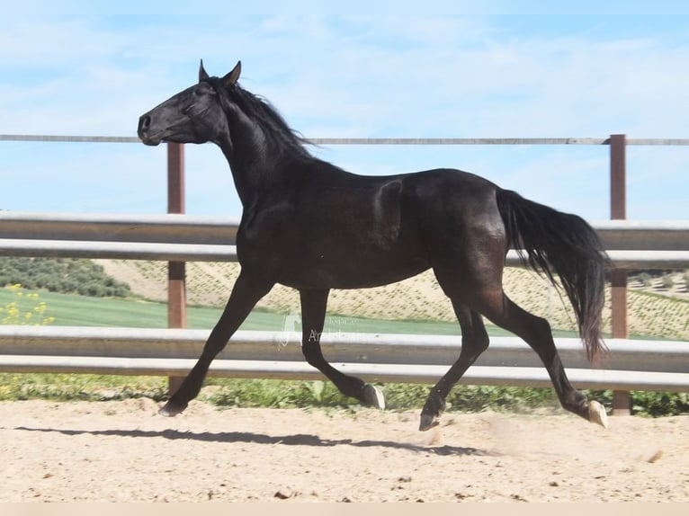 PRE Jument 5 Ans 157 cm Noir in Miralvalles