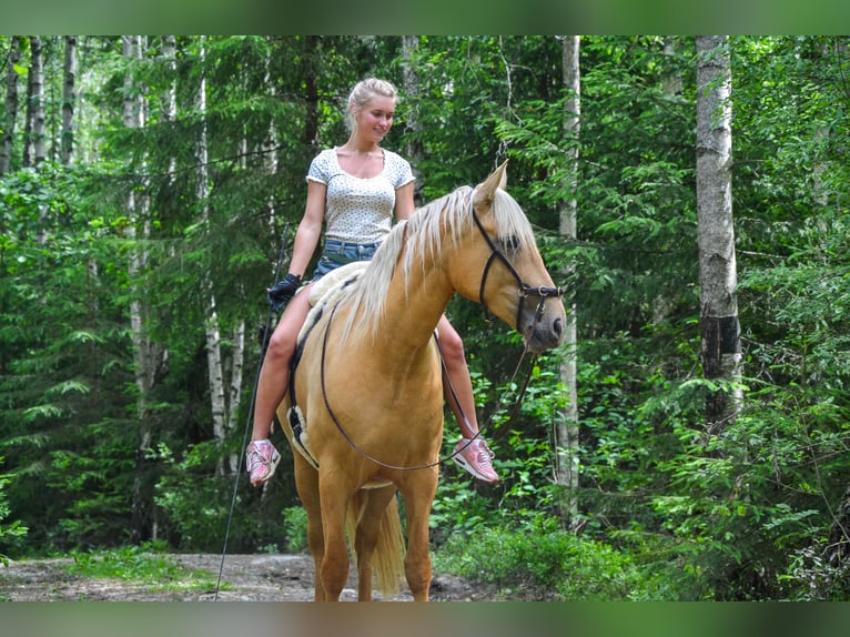 PRE Croisé Jument 5 Ans 158 cm Palomino in Enebakkneset