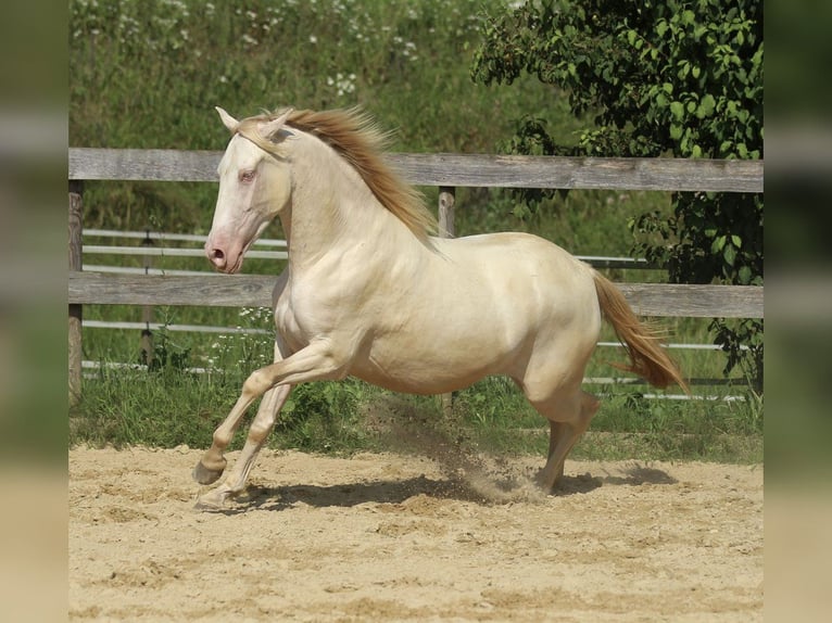 PRE Jument 5 Ans 158 cm Perlino in Waldshut-Tiengen