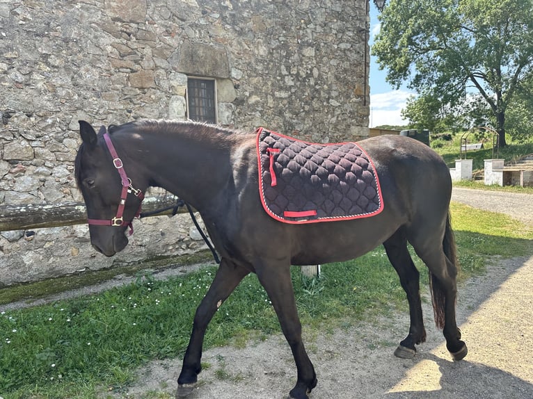PRE Croisé Jument 5 Ans 160 cm Bai brun in Caldes De Malavella