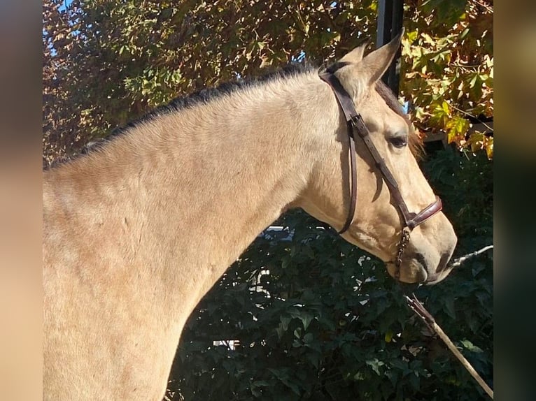 PRE Croisé Jument 5 Ans 160 cm Bai cerise in Malaga