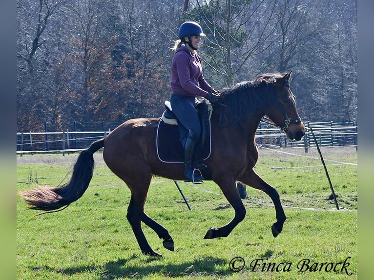 PRE Jument 5 Ans 160 cm Bai in Wiebelsheim