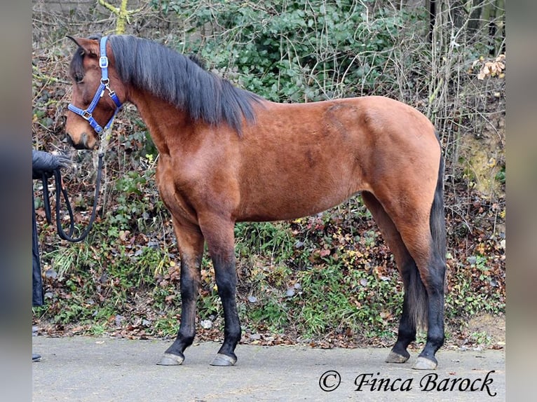 PRE Jument 5 Ans 160 cm Bai in Wiebelsheim