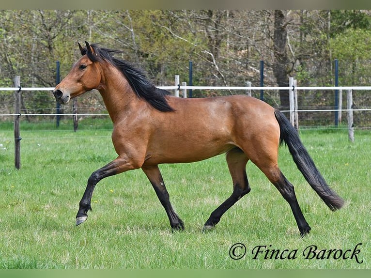 PRE Jument 5 Ans 160 cm Bai in Wiebelsheim