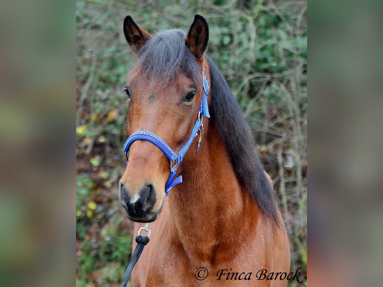 PRE Jument 5 Ans 160 cm Bai in Wiebelsheim