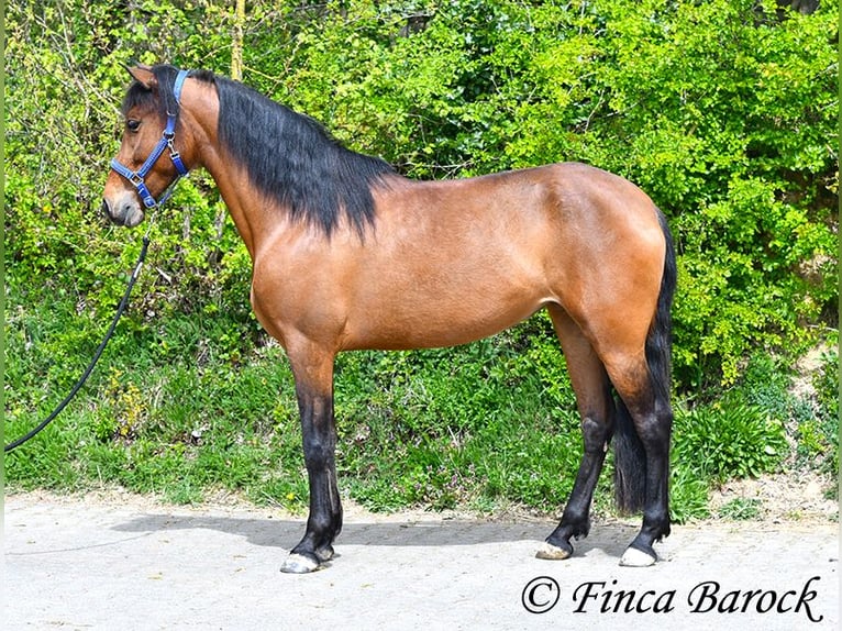 PRE Jument 5 Ans 160 cm Bai in Wiebelsheim