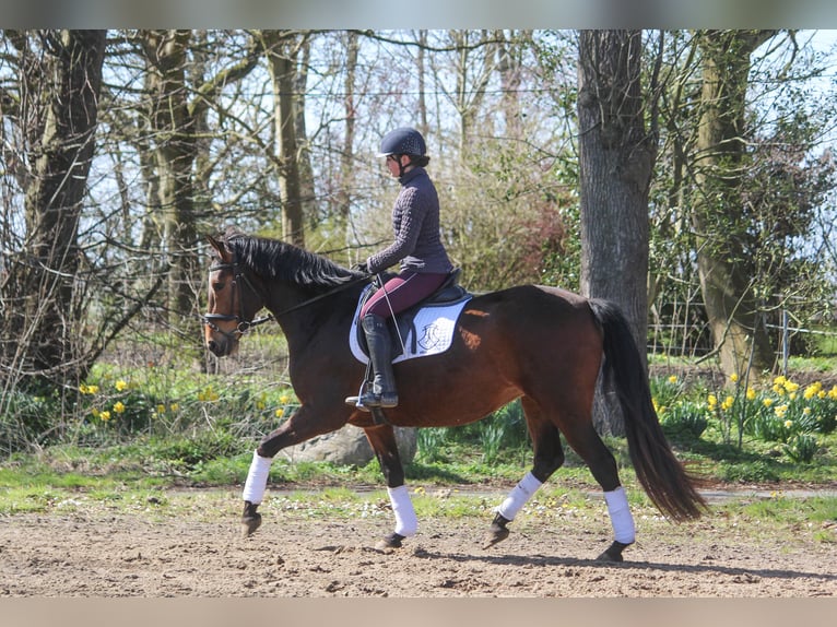 PRE Croisé Jument 5 Ans 160 cm Bai in Wremen