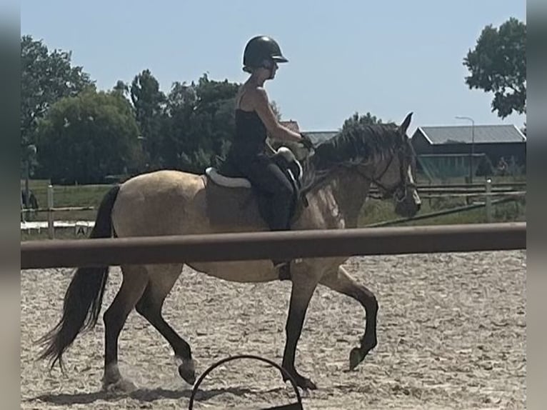 PRE Jument 5 Ans 160 cm Buckskin in Nijkerk