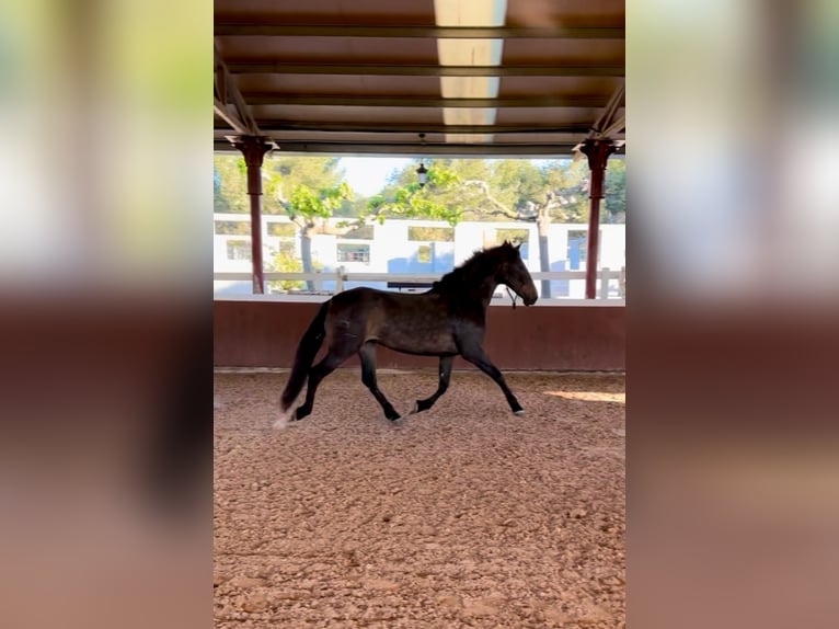 PRE Jument 5 Ans 160 cm in El Catllar