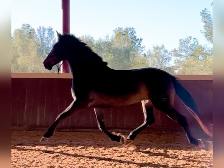 PRE Jument 5 Ans 160 cm in El Catllar