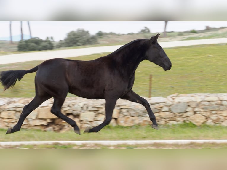 PRE Croisé Jument 5 Ans 160 cm Noir in NAVAS DEL MADRONO