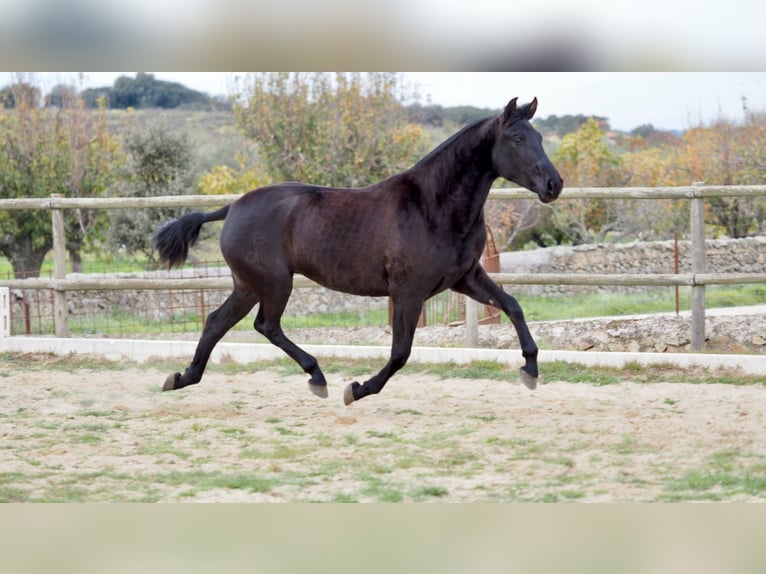 PRE Croisé Jument 5 Ans 160 cm Noir in NAVAS DEL MADRONO