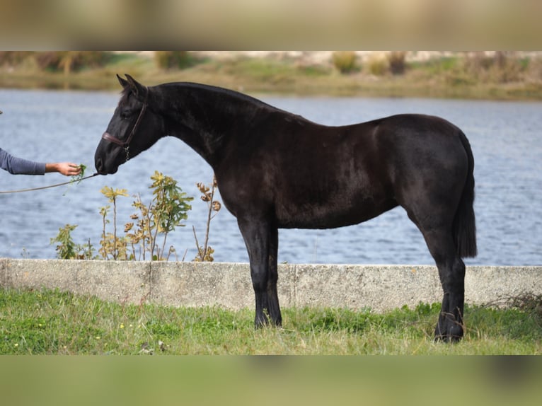 PRE Croisé Jument 5 Ans 160 cm Noir in NAVAS DEL MADRONO