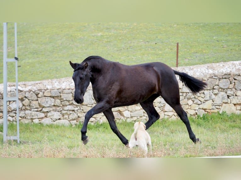 PRE Croisé Jument 5 Ans 160 cm Noir in NAVAS DEL MADRONO