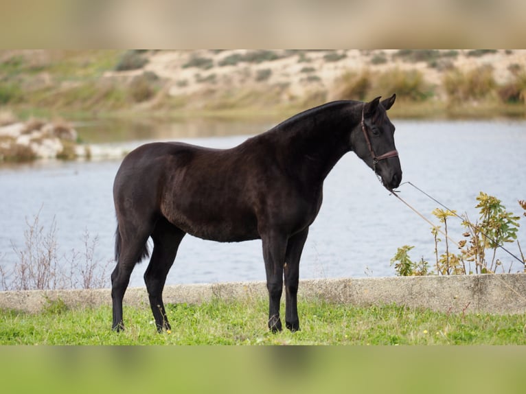 PRE Croisé Jument 5 Ans 160 cm Noir in NAVAS DEL MADRONO