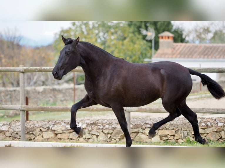 PRE Croisé Jument 5 Ans 160 cm Noir in NAVAS DEL MADRONO