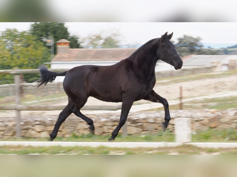 PRE Croisé Jument 5 Ans 160 cm Noir in NAVAS DEL MADRONO