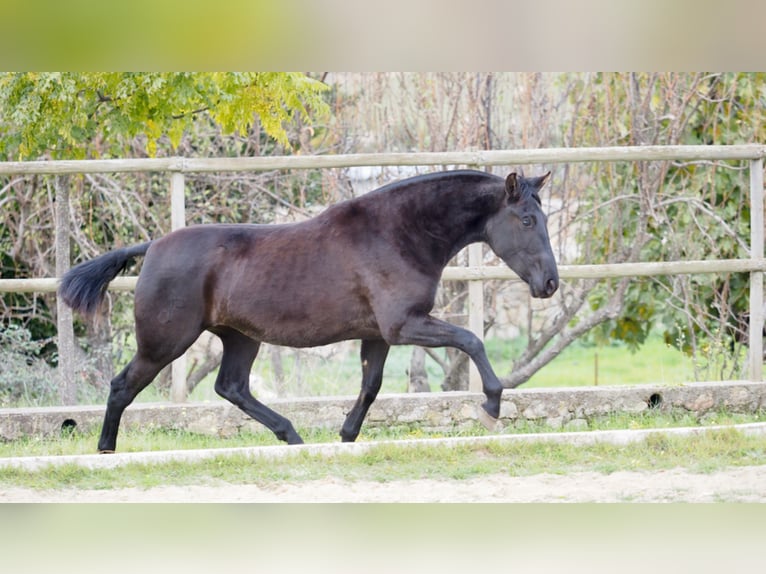 PRE Croisé Jument 5 Ans 160 cm Noir in NAVAS DEL MADRONO