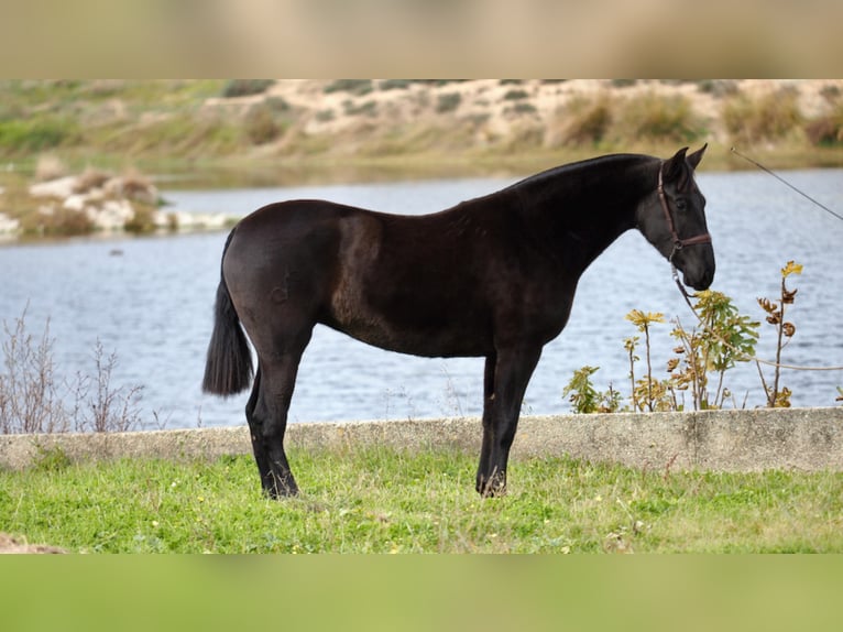 PRE Croisé Jument 5 Ans 160 cm Noir in NAVAS DEL MADRONO