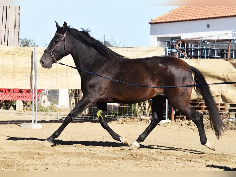 PRE Jument 5 Ans 160 cm Noir in Provinz Granada