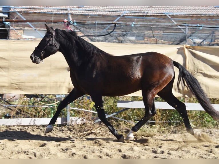 PRE Jument 5 Ans 160 cm Noir in Provinz Granada