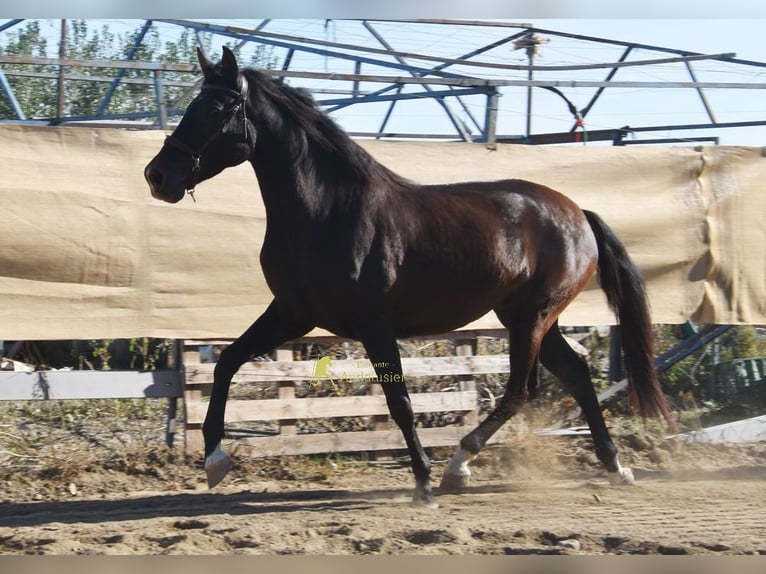 PRE Jument 5 Ans 160 cm Noir in Provinz Granada