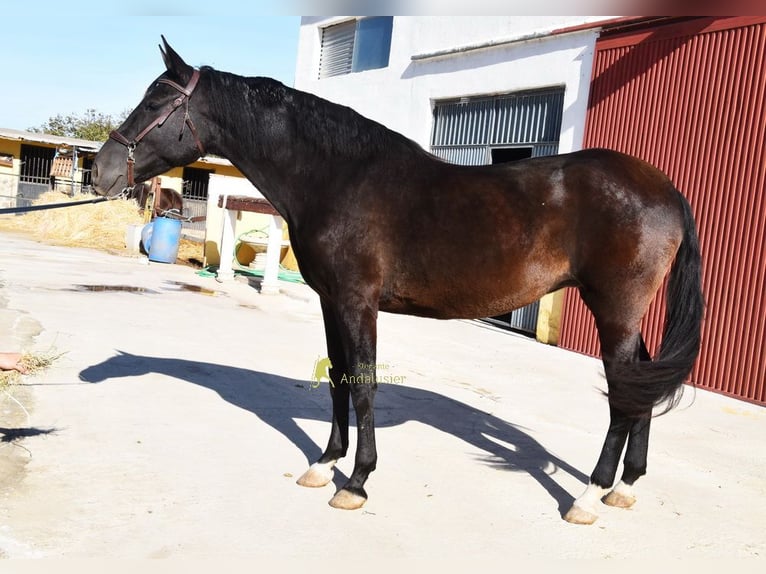 PRE Jument 5 Ans 160 cm Noir in Provinz Granada