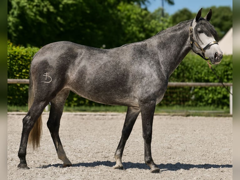 PRE Croisé Jument 5 Ans 160 cm Rouan bleu in Neustadt (Wied)