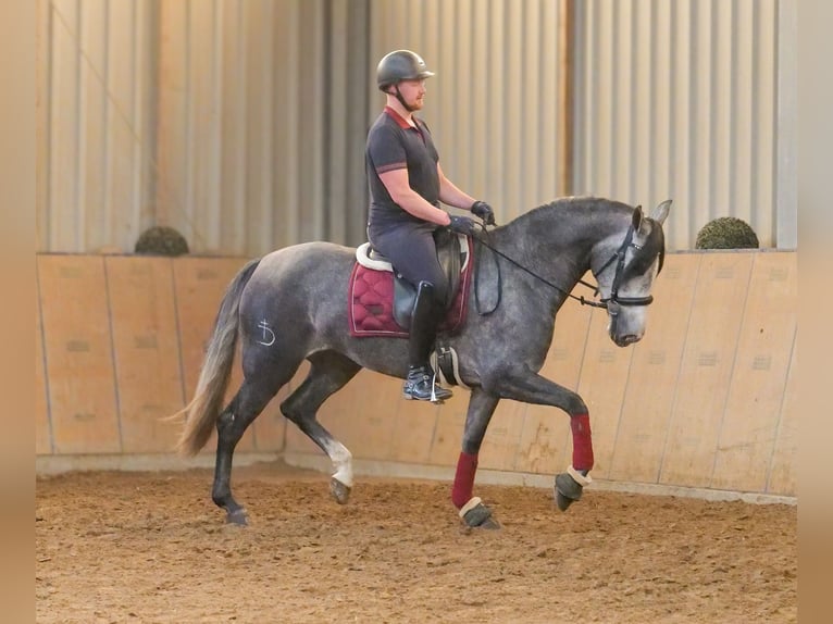 PRE Croisé Jument 5 Ans 160 cm Rouan bleu in Neustadt (Wied)