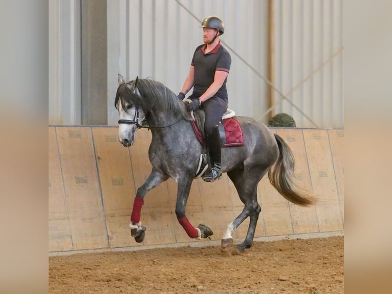PRE Croisé Jument 5 Ans 160 cm Rouan bleu in Neustadt (Wied)