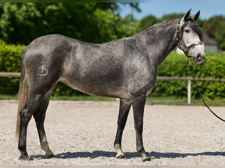 PRE Croisé Jument 5 Ans 160 cm Rouan bleu in Neustadt (Wied)