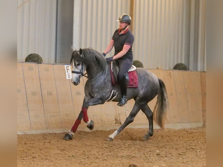 PRE Croisé Jument 5 Ans 160 cm Rouan bleu in Neustadt (Wied)