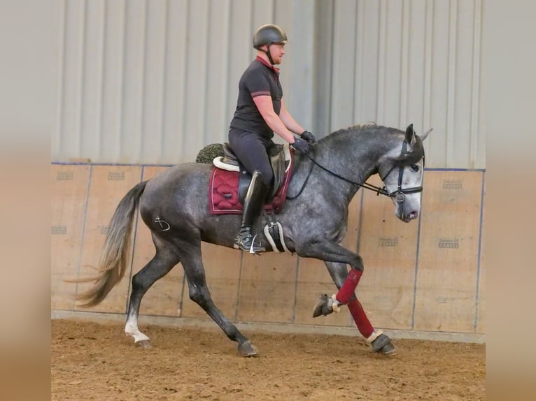 PRE Croisé Jument 5 Ans 160 cm Rouan bleu in Neustadt (Wied)