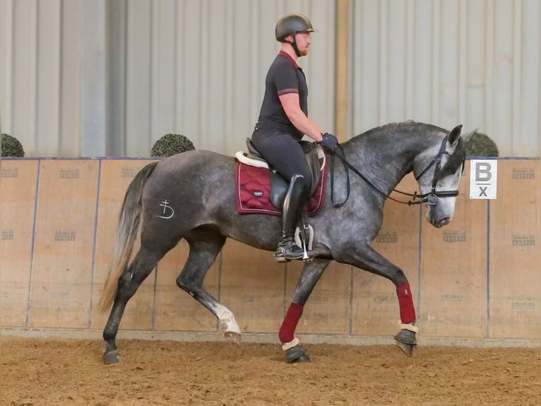 PRE Croisé Jument 5 Ans 160 cm Rouan bleu in Neustadt (Wied)