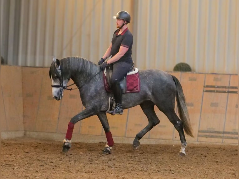 PRE Croisé Jument 5 Ans 160 cm Rouan bleu in Neustadt (Wied)