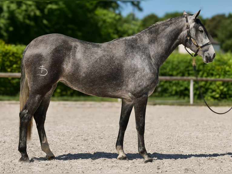 PRE Croisé Jument 5 Ans 160 cm Rouan bleu in Neustadt (Wied)