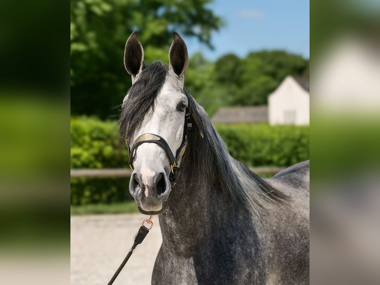 PRE Croisé Jument 5 Ans 160 cm Rouan bleu in Neustadt (Wied)