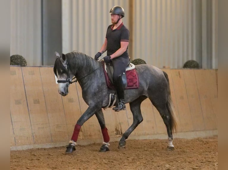 PRE Croisé Jument 5 Ans 160 cm Rouan bleu in Neustadt (Wied)