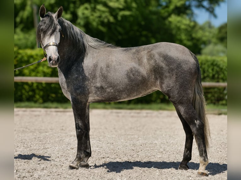 PRE Croisé Jument 5 Ans 160 cm Rouan bleu in Neustadt (Wied)