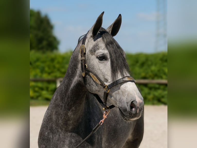 PRE Croisé Jument 5 Ans 160 cm Rouan bleu in Neustadt (Wied)