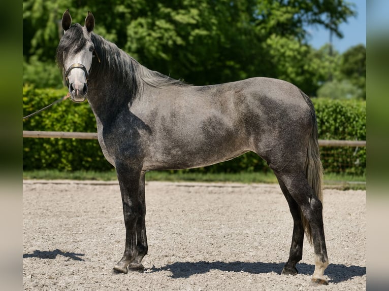 PRE Croisé Jument 5 Ans 160 cm Rouan bleu in Neustadt (Wied)