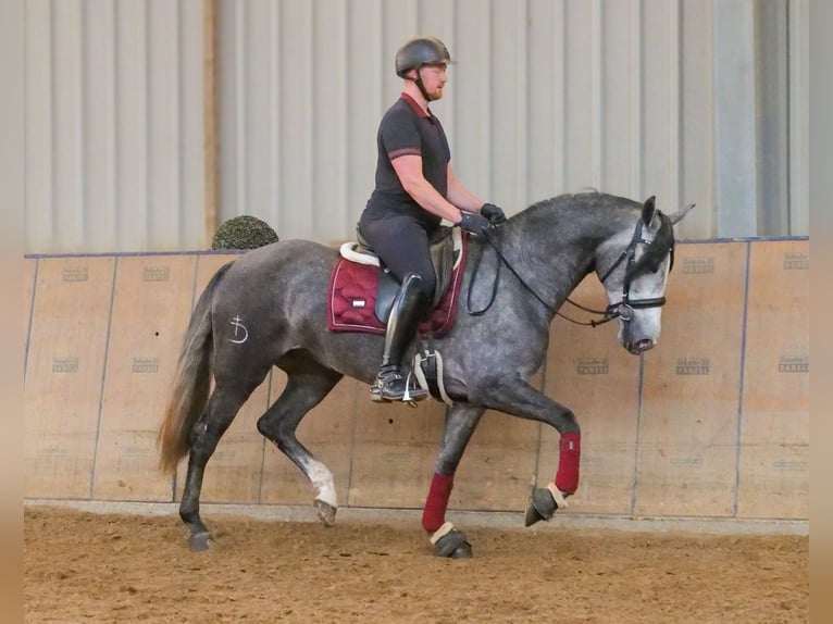 PRE Croisé Jument 5 Ans 160 cm Rouan bleu in Neustadt (Wied)