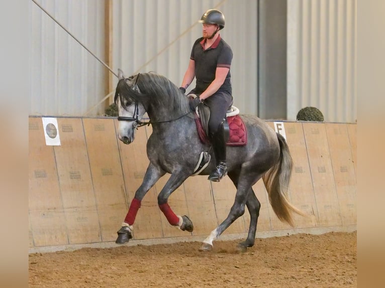 PRE Croisé Jument 5 Ans 160 cm Rouan bleu in Neustadt (Wied)